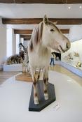 museum de histoire naturelle troyes 8-2025 2811